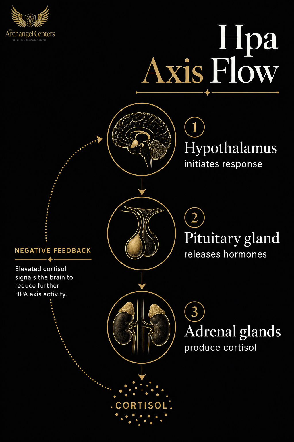 mental health / stress and addiction / hpa axis flow