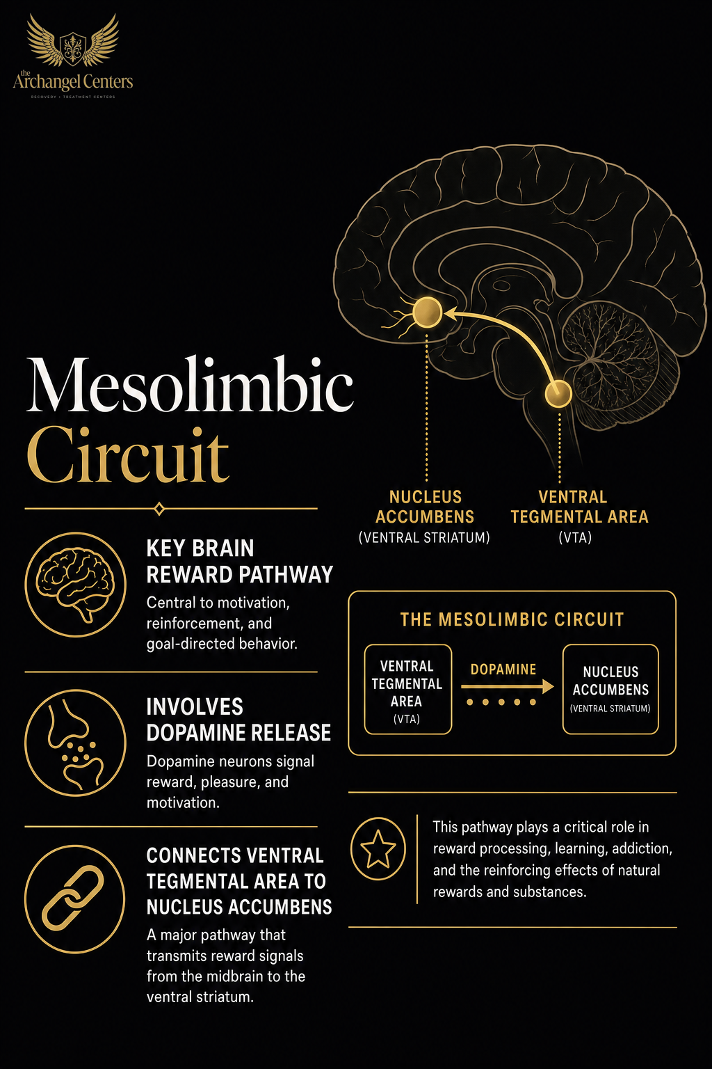 science of addiction / brain and reward / mesolimbic reward circuit